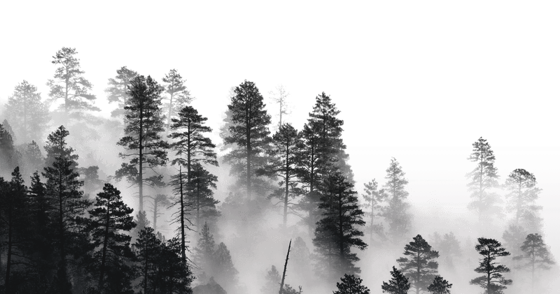 rainy landscape